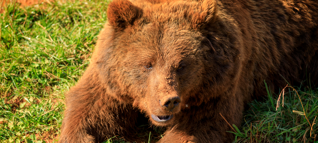 Cantabrian Bear